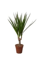 Dracaena marginata potted for sale  CARDIFF