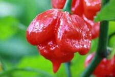 Piment TRINIDAD SCORPION BUTCH T, 25 graines + HOMMAGE comprar usado  Enviando para Brazil