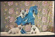 Blue point siamese for sale  Galion