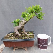Chunky trunk pyracantha for sale  BANGOR