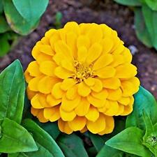 Canary bird zinnia for sale  Tarpon Springs