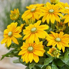 Rudbeckia sunbeckia ophelia for sale  UK