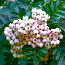 Sorbus cashmiriana kashmir for sale  UK