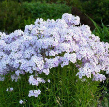 Phlox paniculata fashionably for sale  UK
