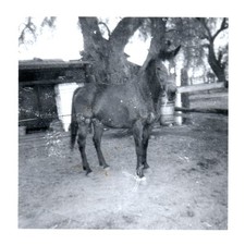 1940s horse drinking for sale  Orange