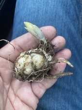 Oriental lily bulbs for sale  Pembroke