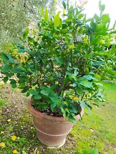 Pianta limoni vaso usato  Italia
