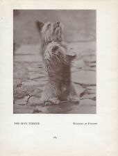 Skye terrier begging for sale  COLEFORD