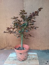 bonsai rohling gebraucht kaufen bonsai rohling gebraucht kaufen Bad Nenndorf