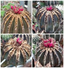 Uebelmannia pectinifera semi usato  Spedire a Italy
