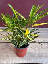 Croton sunny star for sale  Eustis