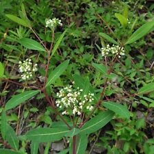 Apocynum cannabinum dogbane for sale  San Francisco