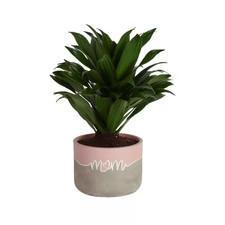 Grower choice dracaena for sale  Miami