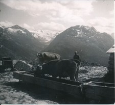 Engadine 1950 watering d'occasion  Expédié en Belgium