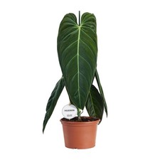Philodendron melanochrysum ø2 gebraucht kaufen  Mettingen