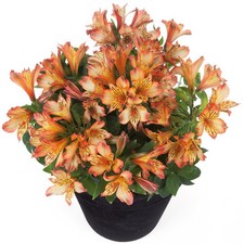 Alstroemeria bryce plug for sale  BECCLES