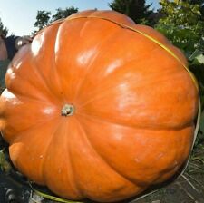 Super max pumpkin for sale  FERRYHILL