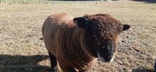 Pedigree coloured ryeland for sale  CHIPPENHAM