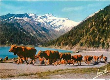 Animaux vaches montagnes d'occasion  Fruges