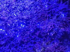 Blue ochtodes marine for sale  REDRUTH