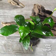 Anubias barteri nana for sale  Lebanon