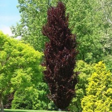 Rote säulenbuche rohan gebraucht kaufen  Essen