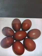 Blue french maran for sale  DOWNPATRICK