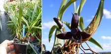 Maxillaria schunkeana orchidé d'occasion  Fumel