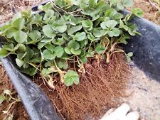 Piantine fragole rifiorente usato  Sant Antioco