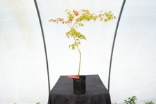 Acer palmatum oridono for sale  Hendersonville