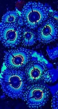 Sonic flare zoanthid for sale  HOLMFIRTH
