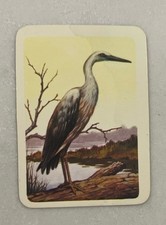Tuckfield australiana birds d'occasion  Expédié en Belgium