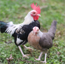 Fertile chicken eggs for sale  New Holland