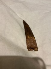 Spinosqurus dinosaur tooth for sale  SUTTON