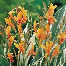 Stuttgart tall variegated for sale  Houma