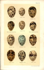 Birds eggs print for sale  BURTON-ON-TRENT