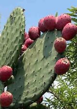 Red prickly pear for sale  Houston