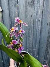 Oncidium purple hybrid for sale Oncidium purple hybrid for sale  BRISTOL