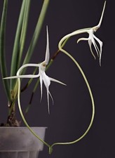 Jumellea teretifolia nocturnal for sale  Indianapolis