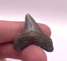 Lowcountry angustiden shark for sale  Charleston