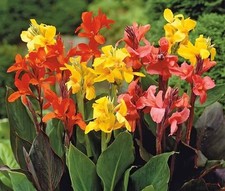 Canna lily dwarf for sale  PLYMOUTH