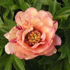 fiori artificiali peonia usato fiori artificiali peonia usato Trappeto