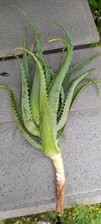 Talee aloe arborescens usato  Massa di Somma