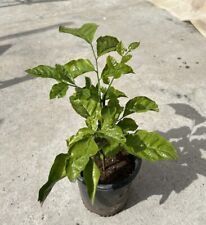 Wampee tree chicken for sale  Baldwin Park
