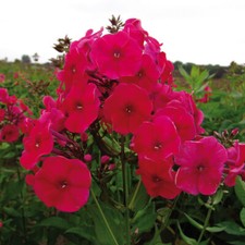 Garden phlox red for sale  LLANDYSUL
