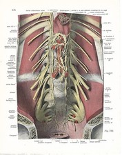Stampa antica ANATOMIA ADDOME medicina Sobotta 1931 Antique print comprar usado  Enviando para Brazil