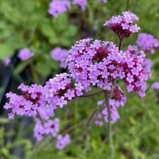 Verbena bonariensis lollipop for sale  LOOE