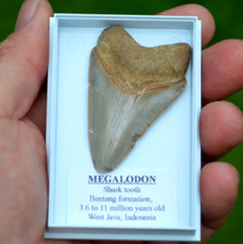 Wow genuine megalodon for sale  UK