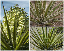 Semi yucca schidigera usato  Nizza di Sicilia