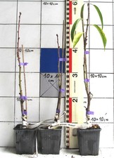 Prunus amygdalus rosea gebraucht kaufen  Bad Bergzabern